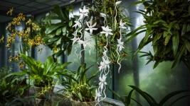 BOTANKA SKLO 7